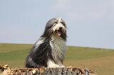 BEARDED COLLIE 269